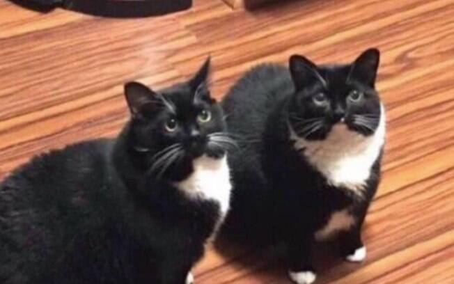 Os dois gatos são fisicamente idênticos, deixando todos confusos sobre o que aconteceu