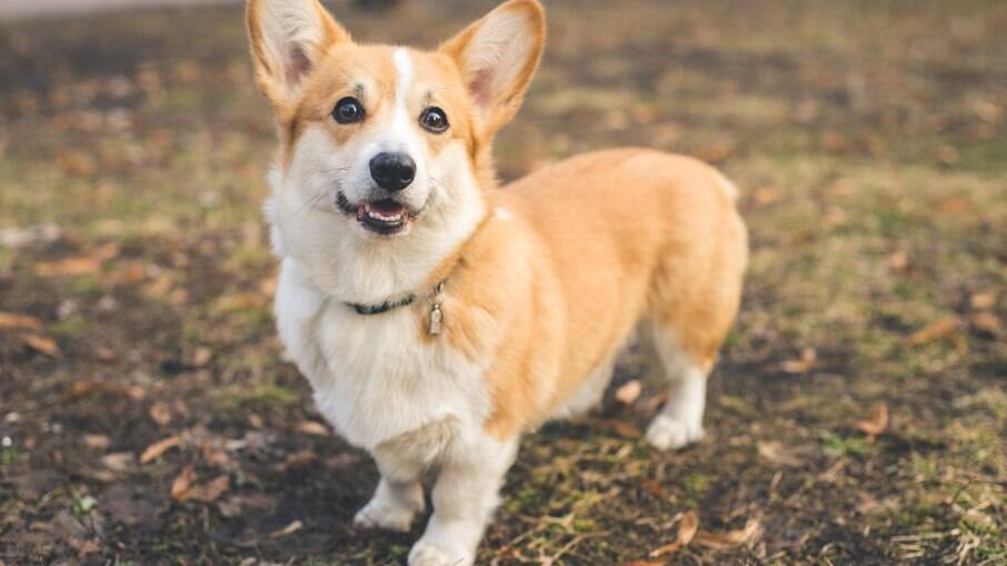 Corgi