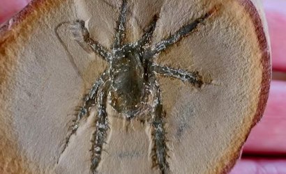 Cientistas buscam respostas sobre aranha do passado