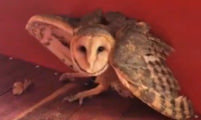 Bombeiros resgatam coruja-da-igreja em rodoviária