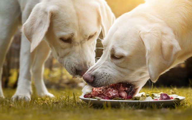 Cachorro pode comer churrasco? Descubra se seu pet está seguro