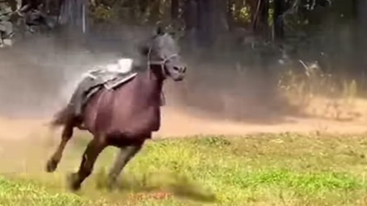 A égua que carregou as cinzas de seu dono