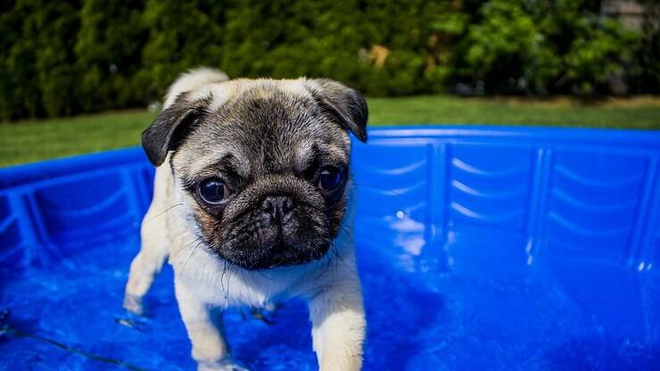 Conheça 10 raças de cachorro que não podem entrar na piscina sem boia