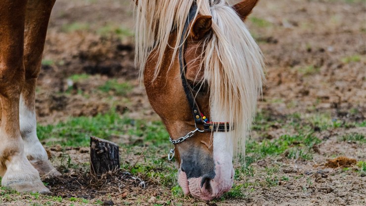 Por que os cavalos mordem? Veterinário alerta sobre os sinais