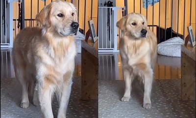 Cachorro é flagrado 'dançando' ao som de Beyoncé e viraliza