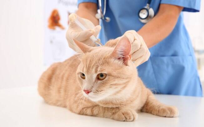 Vacinas para gatos são muito importantes para a proteção do animal