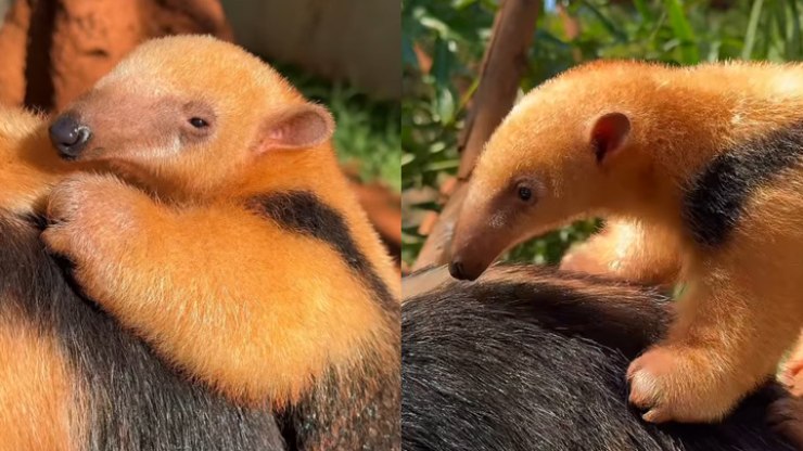 Tamanduá-mirim de zoológico ganha nome escolhido pelo público