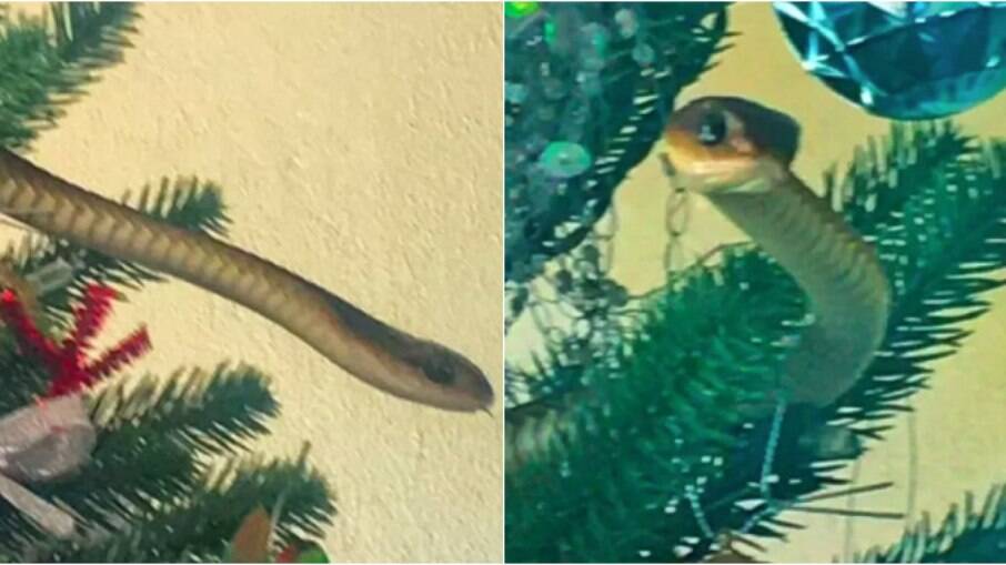 Família flagrou serpente após decorar árvore de Natal