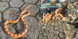Cobra exótica dos EUA é encontrada em telhado de casa em MG