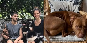 Chay Suede e Laura Neiva se emocionam com a perda do cachorro