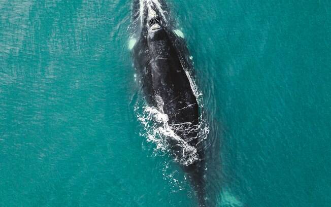 As baleias-francas visitam o litoral brasileiro na região sul até novembro e podem ser avistadas em Santa Catarina