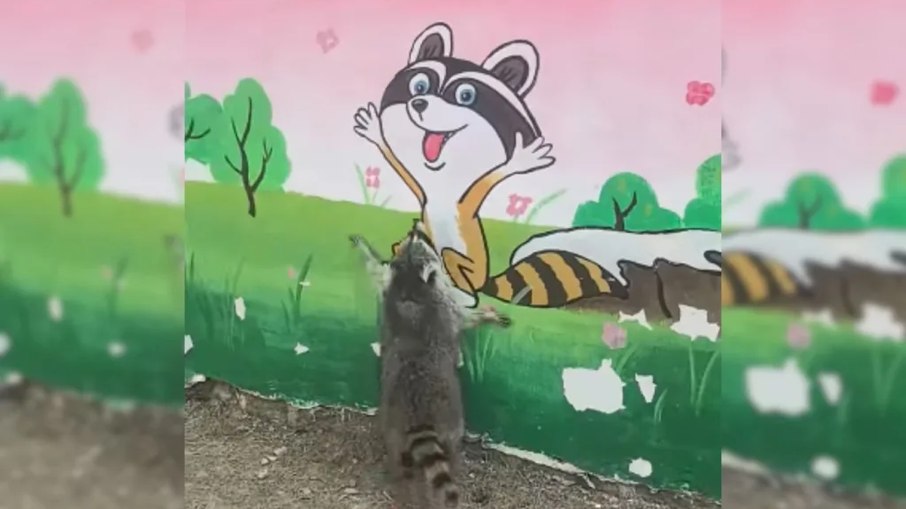 Guaxinim se empolga ao ver pintura no muro e vídeo viraliza na web Guaxinim se empolga ao ver pintura no muro e vídeo viraliza na web