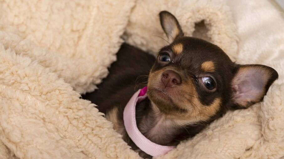 Chihuahuas são muito sensíveis ao frio