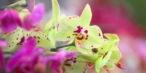 Festival de orquídeas reúne mais de 6 mil espécies