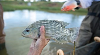 Til%C3%A1pia%20impulsiona%20aquicultura%20capixaba