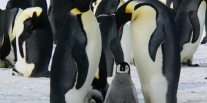 Tragédia: filhotes de pinguins morrem em massa