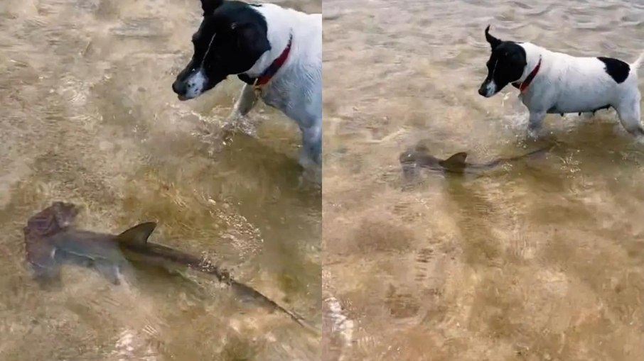 Cachorro entra em mar para brincar com tubarão bebê