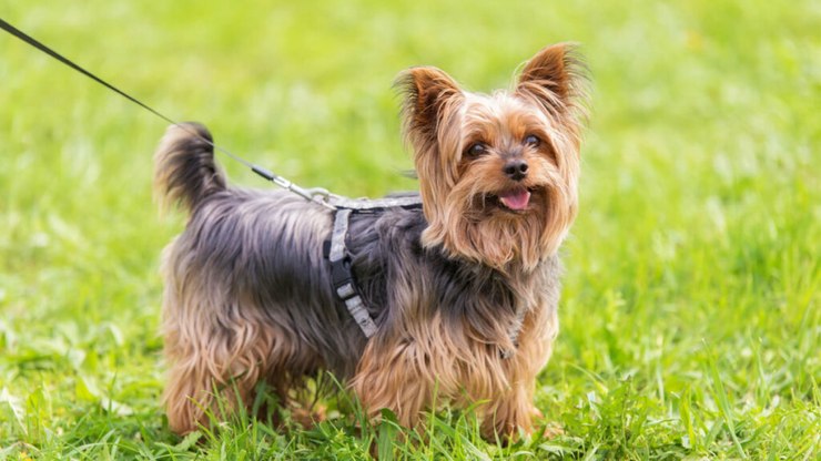 Yorkshire terrier: tudo o que você precisa saber sobre essa raça