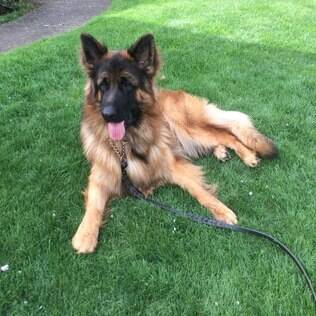 Bisben Shepherd / Himalayan Bisben - undefined
