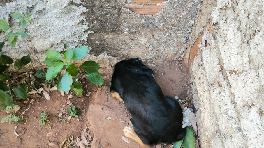 Em Goiás, bombeiros resgatam cachorro preso em cano Em Goiás, bombeiros resgatam cachorro preso em cano