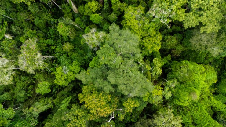 Civilização milenar na Amazônia pode ter reunido milhões