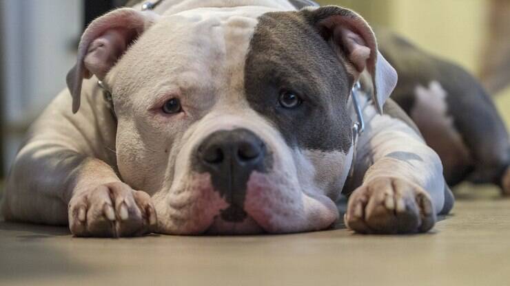 Guia de Raças: conheça o American Bully, um valentão gentil