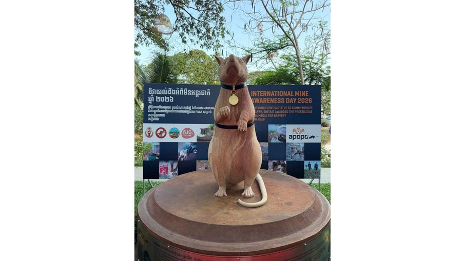Ao longo de uma carreira estelar de cinco anos, Magawa detectou 71 minas terrestres e 38 munições não detonadas no Camboja, conquistando a prestigiosa medalha de ouro da Instituição Popular de Assistência Veterinária em 2020.