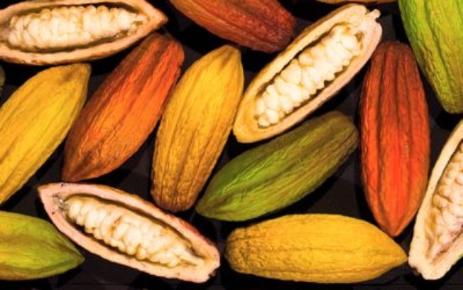Grupo BBF iniciará cultivo de cacau e açaí na Amazônia Grupo BBF iniciará cultivo de cacau e açaí na Amazônia