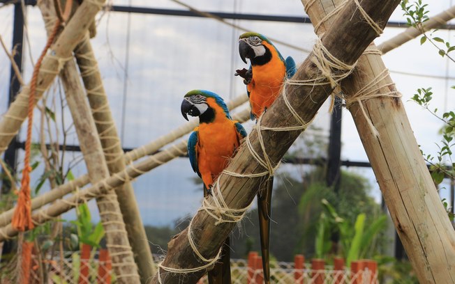 Aparecida ganhou refúgio dedicado à recuperação de aves