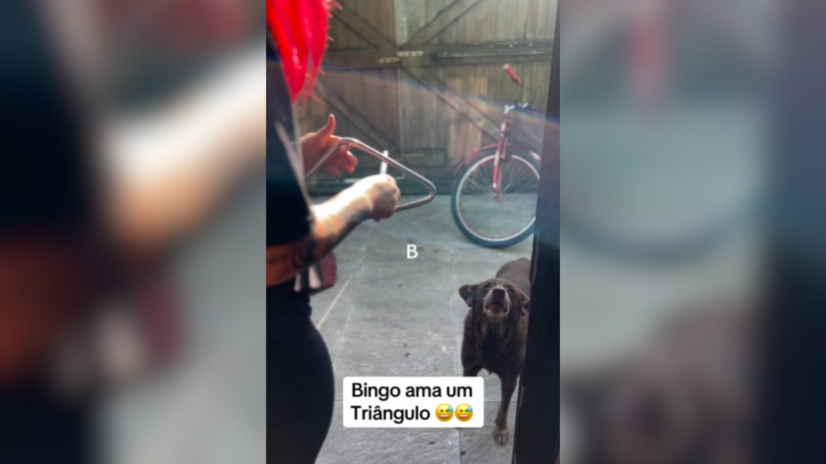 Tutora toca triângulo e cachorro responde com uivos afinados Tutora toca triângulo e cachorro responde com uivos afinados