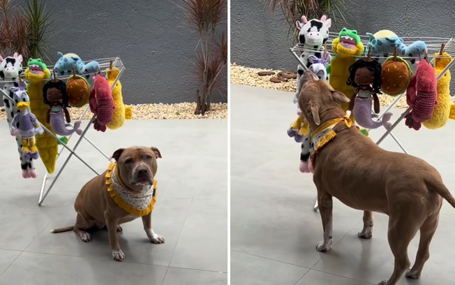 Pitbull fica indignado ao encontrar suas pelúcias no varal 3k5q3p70mdj4iun969qf2h6yj