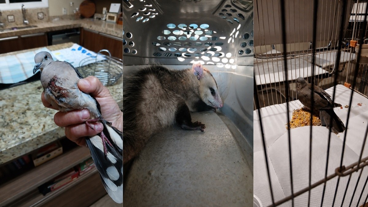 GAPA atua diariamente na proteção da fauna silvestre GAPA atua diariamente na proteção da fauna silvestre