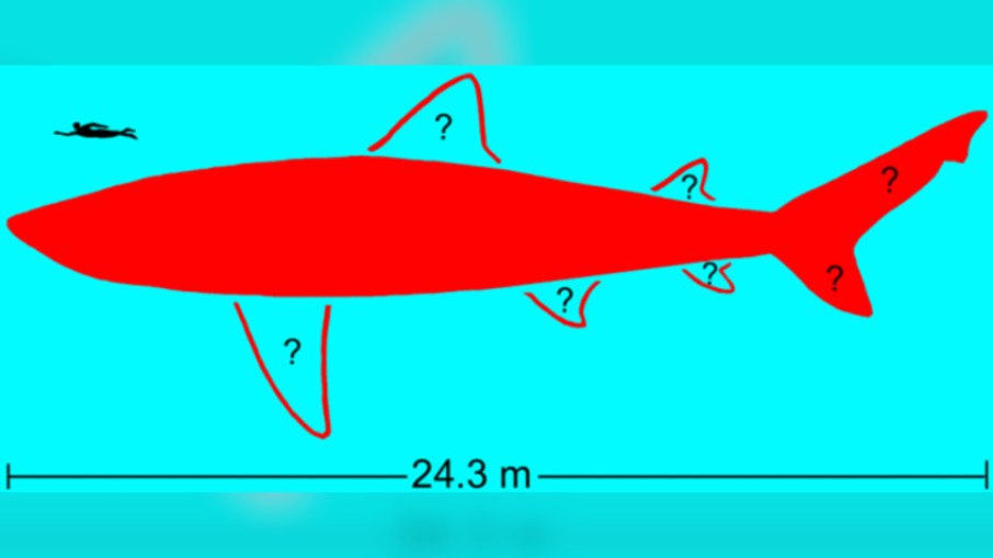 Projeção do tamanho real do Megalodonte Projeção do tamanho real do Megalodonte