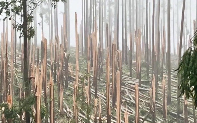 Tornado em Espigão Alto do Sul (PR) destruiu uma plantação de eucaliptos Tornado em Espigão Alto do Sul (PR) destruiu uma plantação de eucaliptos