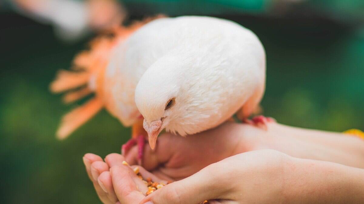 Manter uma boa alimentação e higiene em dia, essas aves podem ter uma vida até 5 vezes mais longa do que 'pombos de rua'