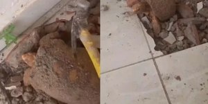 Jabuti é encontrado vivo após 10 anos soterrado