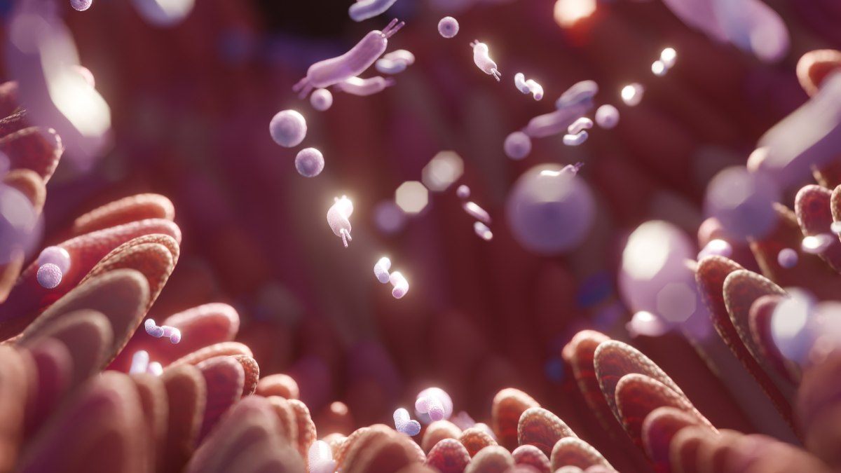 Bactérias intestinais Bactérias intestinais