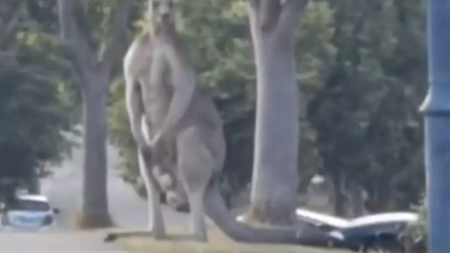 Canguru gigante em rua na Austrália Canguru gigante em rua na Austrália