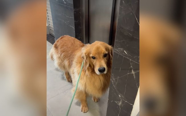 Golden trava ao descobrir que terá que subir escadas 3kqp95yk07keysn3s0ur8kmpi