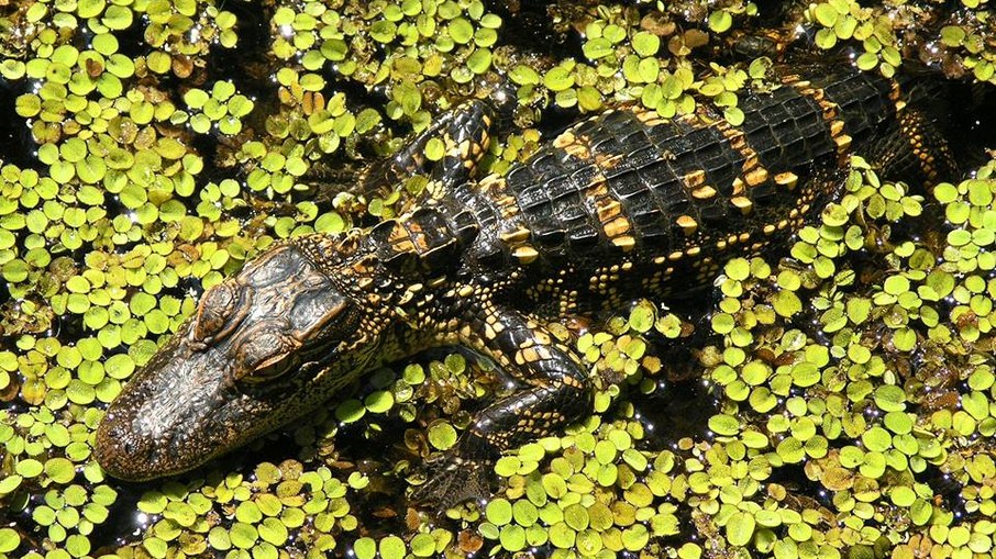 Jacaré-americano ou alligator Jacaré-americano ou alligator