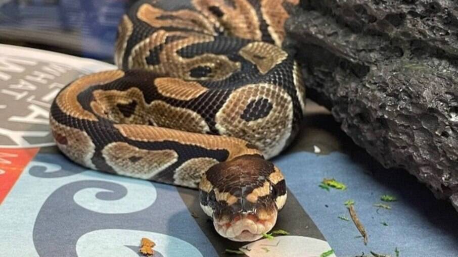 Cobra Píton foi encontrada por mulher em supermercado no estado americano de Indiana