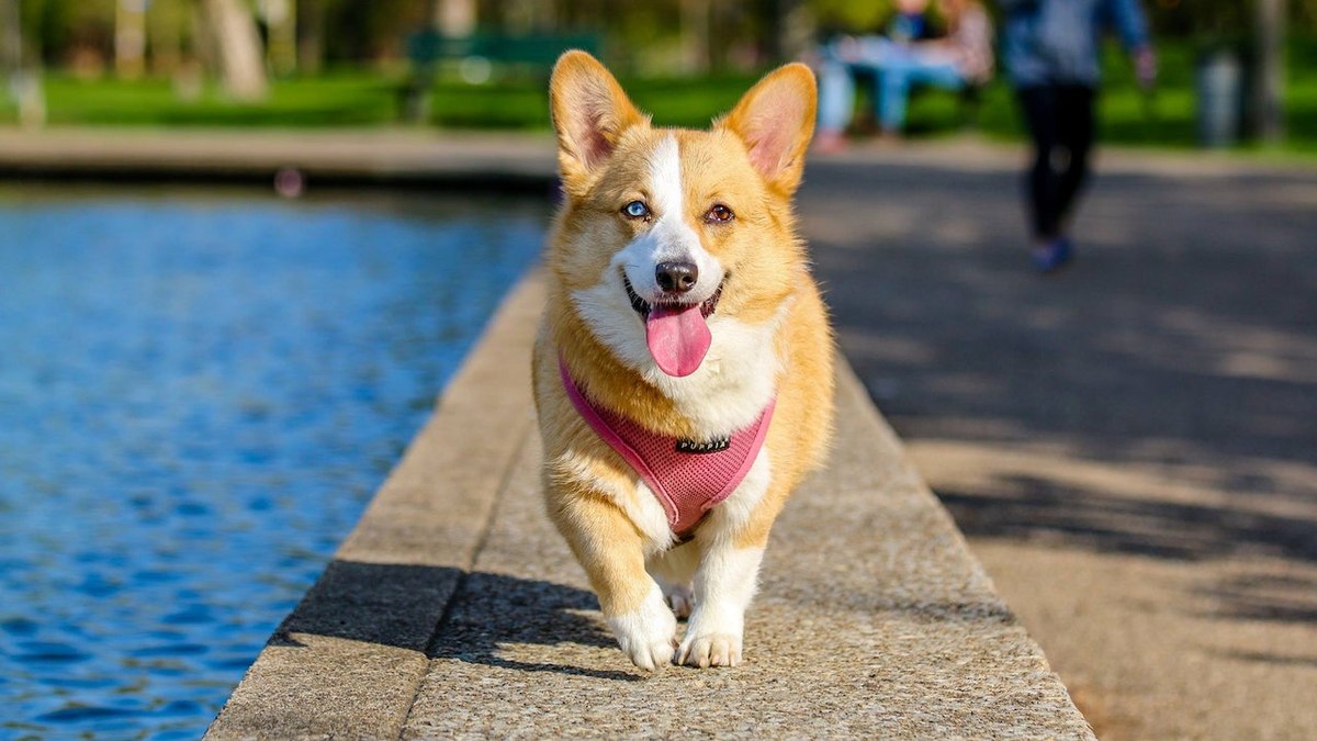 Favoritos da rainha, cães da raça corgi custam três vezes mais caro no Reino Unido