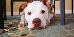 O que fazer ao ser atacado por um pitbull?