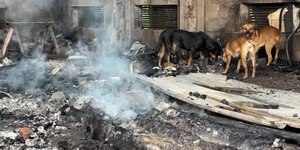 Barracão com cerca de 100 cães pega fogo em Campinas