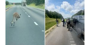 Canguru foge, é perseguido e causa batida entre dos carros; veja