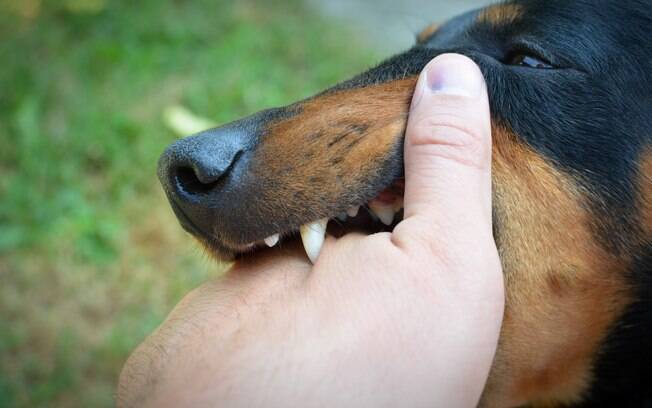 Mês do cachorro louco pode prejudicar machos com transmissão de doenças