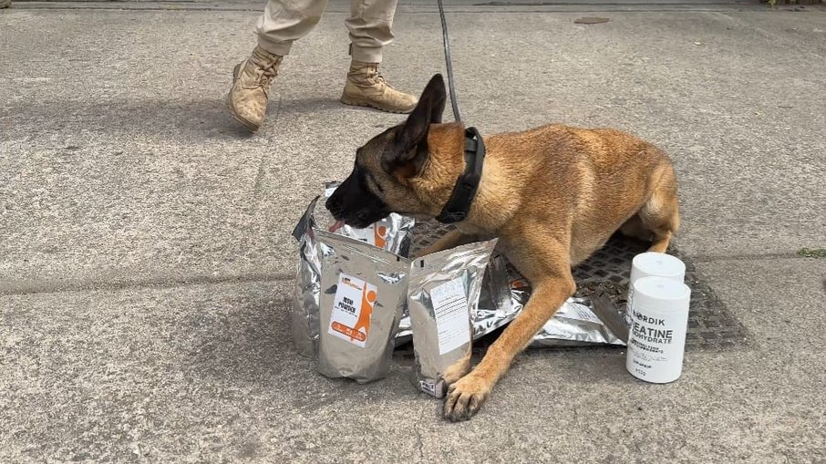 Cão farejador que ajudou a localizar as drogas escondidas