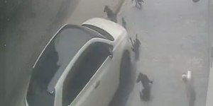 Vídeo: homem é preso após atropelar seis cães em Manaus