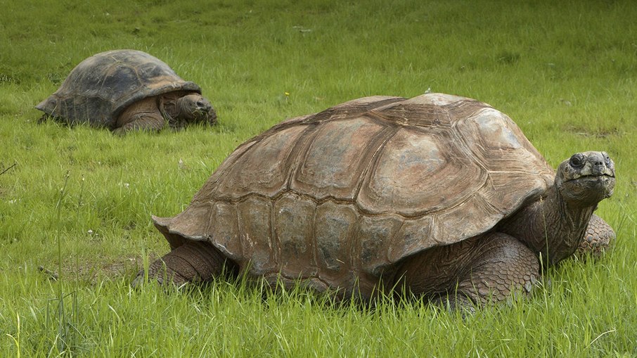 Ccerca de 183 mil tartarugas-gigantes-de-Aldabra (Aldabrachelys gigantea) habitam a Ilha de Aldabra Ccerca de 183 mil tartarugas-gigantes-de-Aldabra (Aldabrachelys gigantea) habitam a Ilha de Aldabra