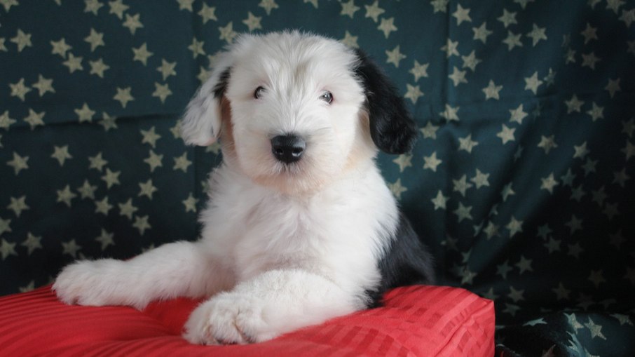 Old English Sheepdog - Saúde Animal